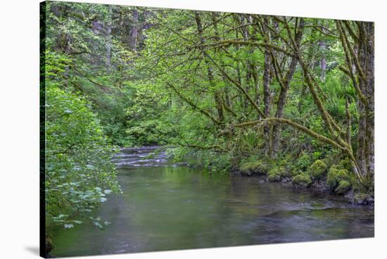 Oregon. Silver Falls State Park, spring flora, primarily maple and red alder-John Barger-Stretched Canvas