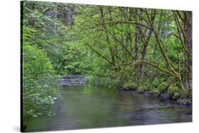 Oregon. Silver Falls State Park, spring flora, primarily maple and red alder-John Barger-Stretched Canvas