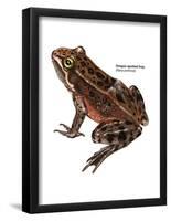 Oregon Spotted Frog (Rana Pretiosa), Amphibians-Encyclopaedia Britannica-Framed Poster