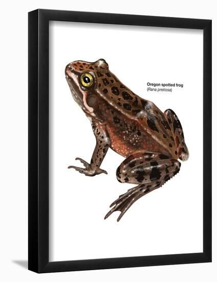 Oregon Spotted Frog (Rana Pretiosa), Amphibians-Encyclopaedia Britannica-Framed Poster