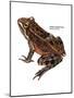 Oregon Spotted Frog (Rana Pretiosa), Amphibians-Encyclopaedia Britannica-Mounted Poster