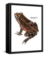 Oregon Spotted Frog (Rana Pretiosa), Amphibians-Encyclopaedia Britannica-Framed Stretched Canvas