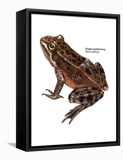Oregon Spotted Frog (Rana Pretiosa), Amphibians-Encyclopaedia Britannica-Framed Stretched Canvas