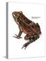 Oregon Spotted Frog (Rana Pretiosa), Amphibians-Encyclopaedia Britannica-Stretched Canvas