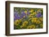 Oregon, Tom Mccall Nature Conservancy. Balsamroot and Lupine Flowers Close-Up-Jaynes Gallery-Framed Photographic Print