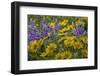 Oregon, Tom Mccall Nature Conservancy. Balsamroot and Lupine Flowers Close-Up-Jaynes Gallery-Framed Photographic Print