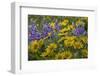 Oregon, Tom Mccall Nature Conservancy. Balsamroot and Lupine Flowers Close-Up-Jaynes Gallery-Framed Photographic Print