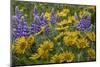 Oregon, Tom Mccall Nature Conservancy. Balsamroot and Lupine Flowers Close-Up-Jaynes Gallery-Mounted Photographic Print