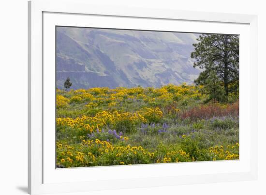 Oregon, Tom Mccall Nature Conservancy. Balsamroot and Lupine Flowers in Meadow-Jaynes Gallery-Framed Photographic Print