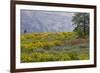 Oregon, Tom Mccall Nature Conservancy. Balsamroot and Lupine Flowers in Meadow-Jaynes Gallery-Framed Photographic Print