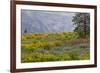 Oregon, Tom Mccall Nature Conservancy. Balsamroot and Lupine Flowers in Meadow-Jaynes Gallery-Framed Photographic Print