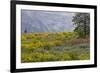 Oregon, Tom Mccall Nature Conservancy. Balsamroot and Lupine Flowers in Meadow-Jaynes Gallery-Framed Photographic Print