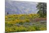 Oregon, Tom Mccall Nature Conservancy. Balsamroot and Lupine Flowers in Meadow-Jaynes Gallery-Mounted Photographic Print