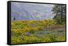 Oregon, Tom Mccall Nature Conservancy. Balsamroot and Lupine Flowers in Meadow-Jaynes Gallery-Framed Stretched Canvas