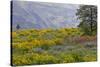 Oregon, Tom Mccall Nature Conservancy. Balsamroot and Lupine Flowers in Meadow-Jaynes Gallery-Stretched Canvas