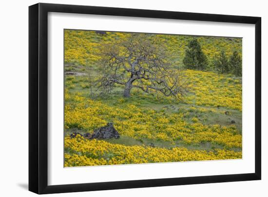 Oregon, Tom Mccall Nature Conservancy. Meadow with Balsamroot Flowers and Oak Tree-Jaynes Gallery-Framed Photographic Print