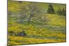 Oregon, Tom Mccall Nature Conservancy. Meadow with Balsamroot Flowers and Oak Tree-Jaynes Gallery-Mounted Photographic Print