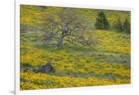 Oregon, Tom Mccall Nature Conservancy. Meadow with Balsamroot Flowers and Oak Tree-Jaynes Gallery-Framed Photographic Print