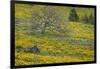 Oregon, Tom Mccall Nature Conservancy. Meadow with Balsamroot Flowers and Oak Tree-Jaynes Gallery-Framed Photographic Print