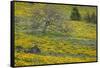 Oregon, Tom Mccall Nature Conservancy. Meadow with Balsamroot Flowers and Oak Tree-Jaynes Gallery-Framed Stretched Canvas