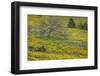 Oregon, Tom Mccall Nature Conservancy. Meadow with Balsamroot Flowers and Oak Tree-Jaynes Gallery-Framed Photographic Print