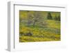 Oregon, Tom Mccall Nature Conservancy. Meadow with Balsamroot Flowers and Oak Tree-Jaynes Gallery-Framed Photographic Print