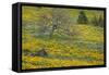 Oregon, Tom Mccall Nature Conservancy. Meadow with Balsamroot Flowers and Oak Tree-Jaynes Gallery-Framed Stretched Canvas
