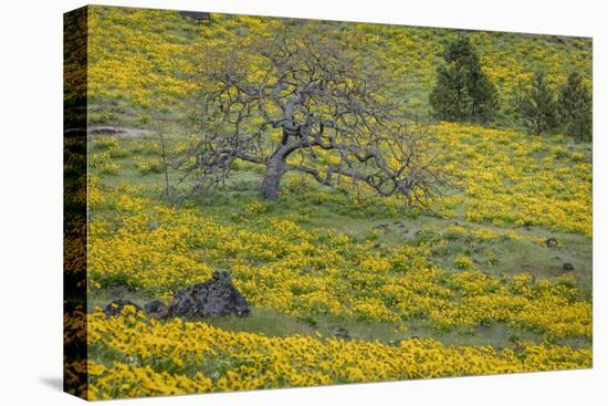 Oregon, Tom Mccall Nature Conservancy. Meadow with Balsamroot Flowers and Oak Tree-Jaynes Gallery-Stretched Canvas
