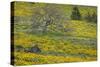 Oregon, Tom Mccall Nature Conservancy. Meadow with Balsamroot Flowers and Oak Tree-Jaynes Gallery-Stretched Canvas