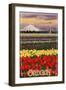 Oregon Tulip Farm, c.2009-Lantern Press-Framed Art Print