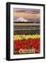 Oregon Tulip Farm, c.2009-Lantern Press-Framed Art Print