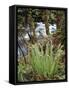 Oregon, Umpqua National Forest, a Fern Growing Along Little River-Christopher Talbot Frank-Framed Stretched Canvas