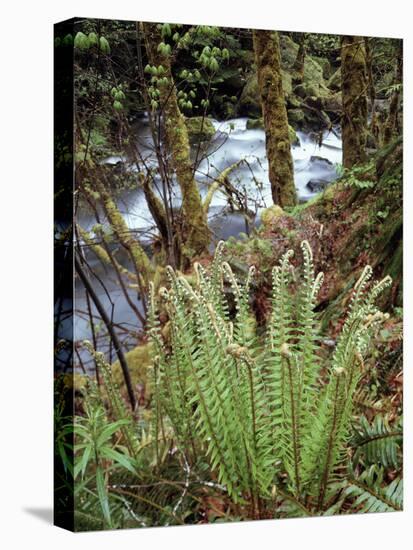 Oregon, Umpqua National Forest, a Fern Growing Along Little River-Christopher Talbot Frank-Stretched Canvas