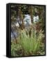 Oregon, Umpqua National Forest, a Fern Growing Along Little River-Christopher Talbot Frank-Framed Stretched Canvas