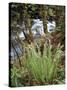 Oregon, Umpqua National Forest, a Fern Growing Along Little River-Christopher Talbot Frank-Stretched Canvas