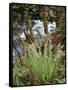 Oregon, Umpqua National Forest, a Fern Growing Along Little River-Christopher Talbot Frank-Framed Stretched Canvas