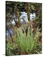 Oregon, Umpqua National Forest, a Fern Growing Along Little River-Christopher Talbot Frank-Stretched Canvas