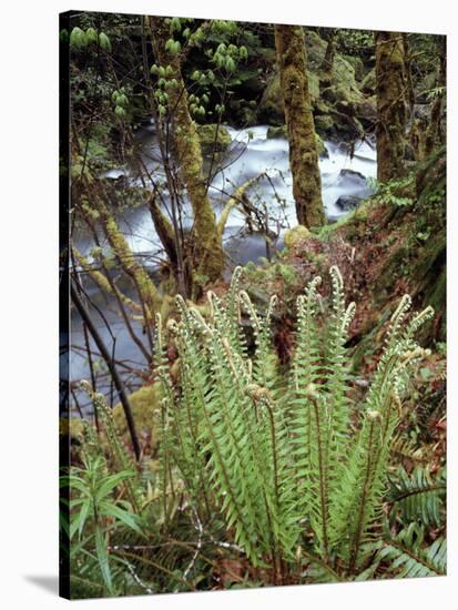 Oregon, Umpqua National Forest, a Fern Growing Along Little River-Christopher Talbot Frank-Stretched Canvas