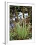 Oregon, Umpqua National Forest, a Fern Growing Along Little River-Christopher Talbot Frank-Framed Premium Photographic Print