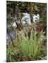 Oregon, Umpqua National Forest, a Fern Growing Along Little River-Christopher Talbot Frank-Mounted Premium Photographic Print