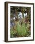 Oregon, Umpqua National Forest, a Fern Growing Along Little River-Christopher Talbot Frank-Framed Photographic Print