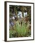 Oregon, Umpqua National Forest, a Fern Growing Along Little River-Christopher Talbot Frank-Framed Photographic Print