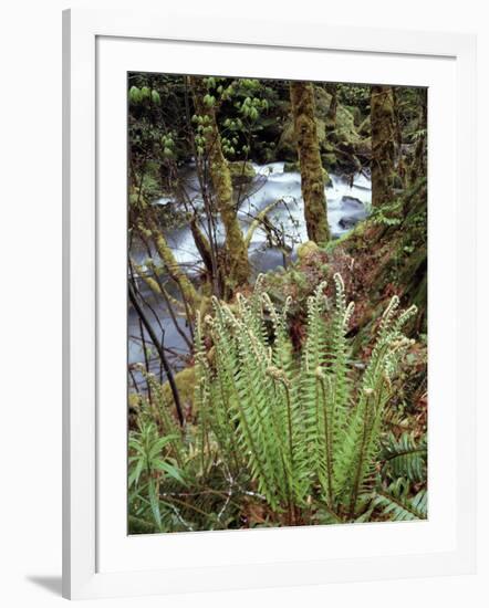 Oregon, Umpqua National Forest, a Fern Growing Along Little River-Christopher Talbot Frank-Framed Photographic Print