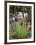 Oregon, Umpqua National Forest, a Fern Growing Along Little River-Christopher Talbot Frank-Framed Photographic Print