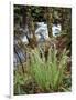 Oregon, Umpqua National Forest, a Fern Growing Along Little River-Christopher Talbot Frank-Framed Photographic Print