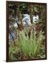 Oregon, Umpqua National Forest, a Fern Growing Along Little River-Christopher Talbot Frank-Framed Photographic Print