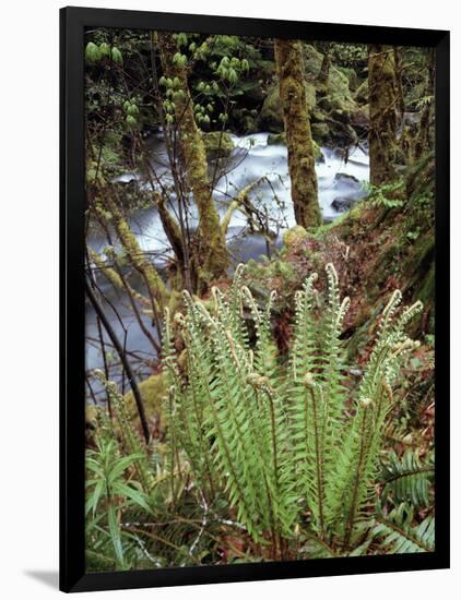 Oregon, Umpqua National Forest, a Fern Growing Along Little River-Christopher Talbot Frank-Framed Photographic Print