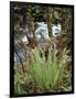 Oregon, Umpqua National Forest, a Fern Growing Along Little River-Christopher Talbot Frank-Framed Photographic Print