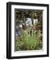 Oregon, Umpqua National Forest, a Fern Growing Along Little River-Christopher Talbot Frank-Framed Photographic Print