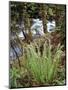 Oregon, Umpqua National Forest, a Fern Growing Along Little River-Christopher Talbot Frank-Mounted Photographic Print